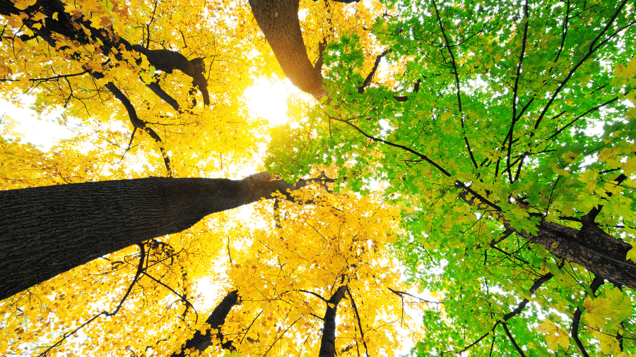 What is Marketing Transformation? A 5-Pillar Playbook for Success