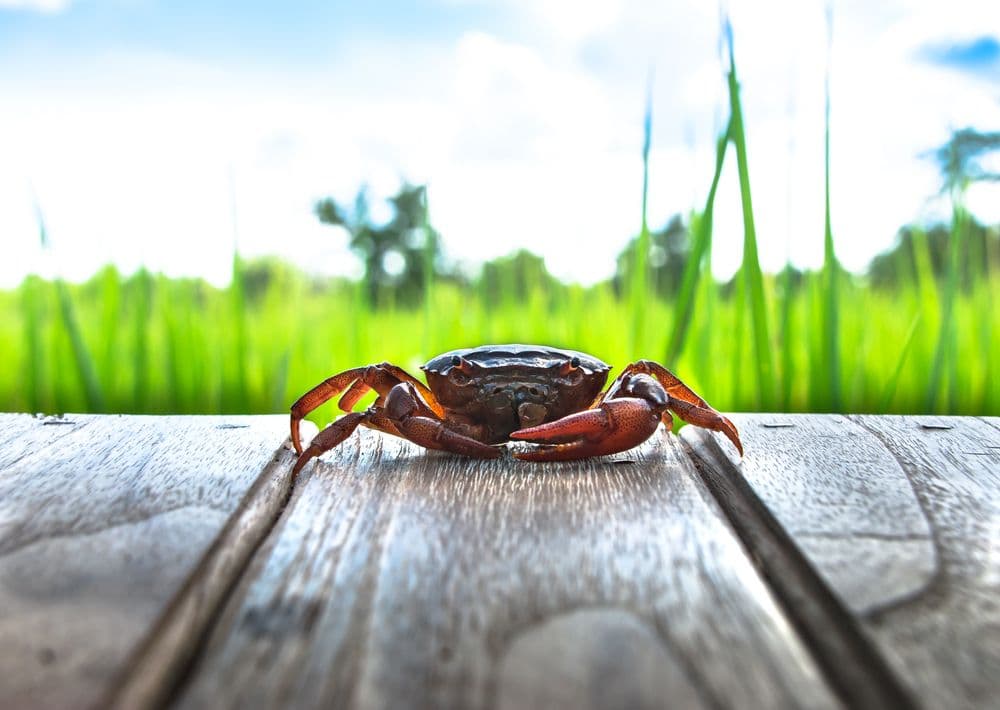 Overgrowing the Garden: How AI Content Becomes Marketing’s Crab Grass and Why Authenticity is Your Weed Killer