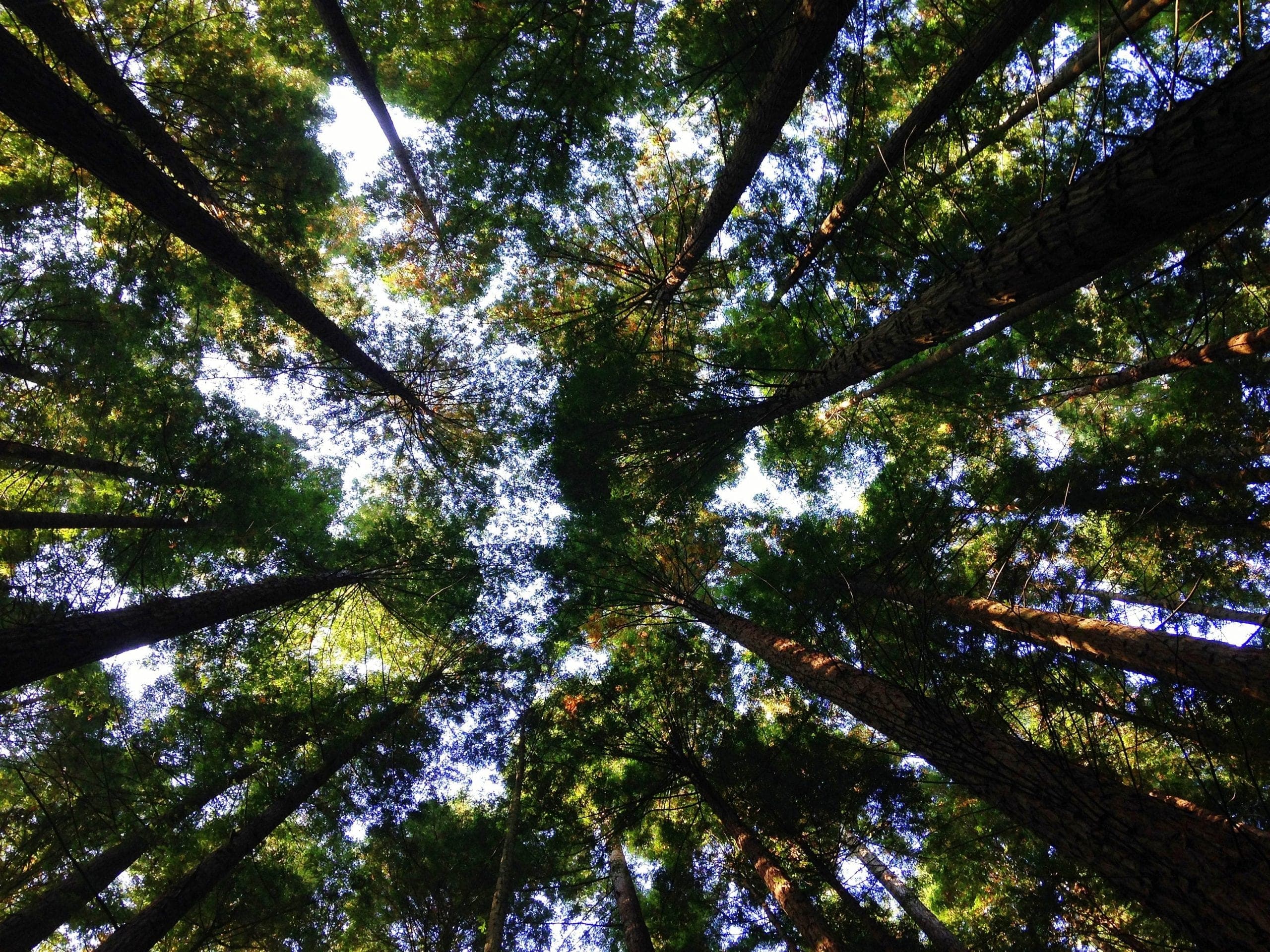 Want to Hire a Chief Growth Officer? Here’s What You Need to Know.