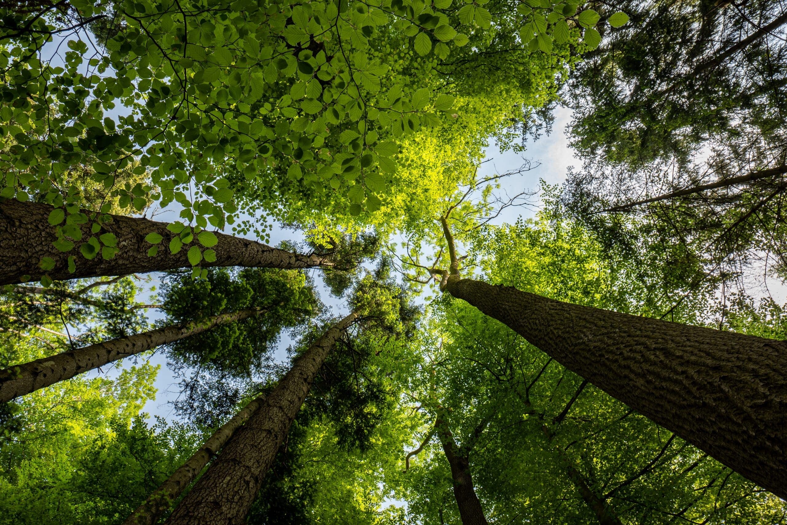 The 5 Pillars That Transform Marketing into a Growth Driver