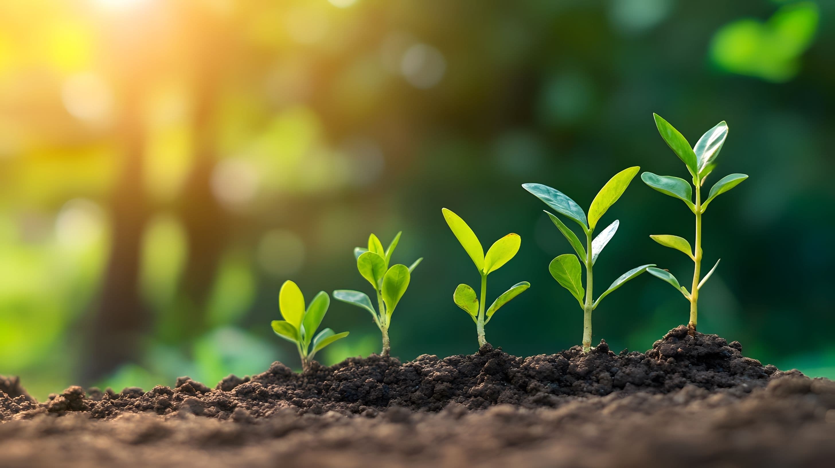 Fractional CMO vs. Fractional Marketing Team: Which Model Fits Your Growth Stage?